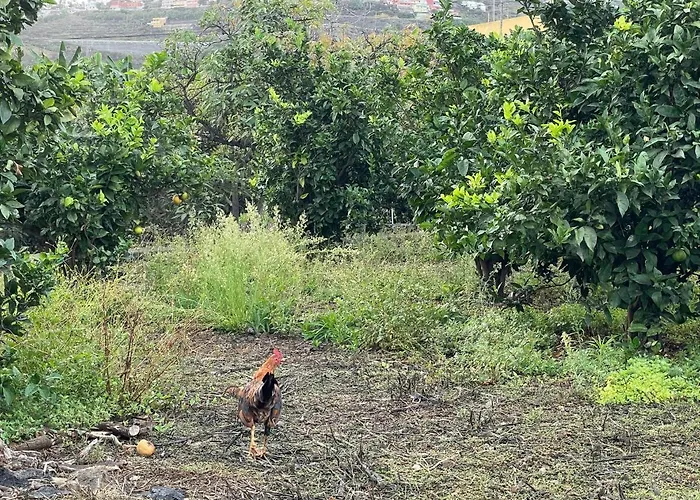 Bollullo Sunset - Apamate *